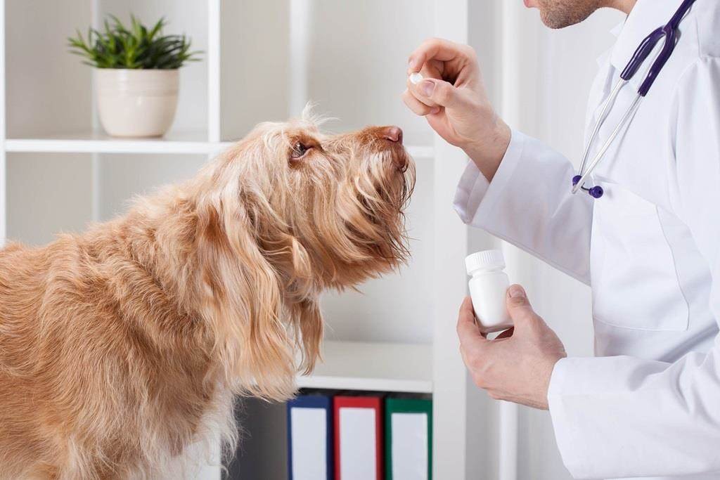 Diploma in Veterinary Pharmacy